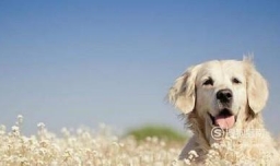 狗狗要不要绝育？又有什么好处?