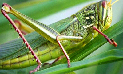 蝗虫和蚂蚱的区别