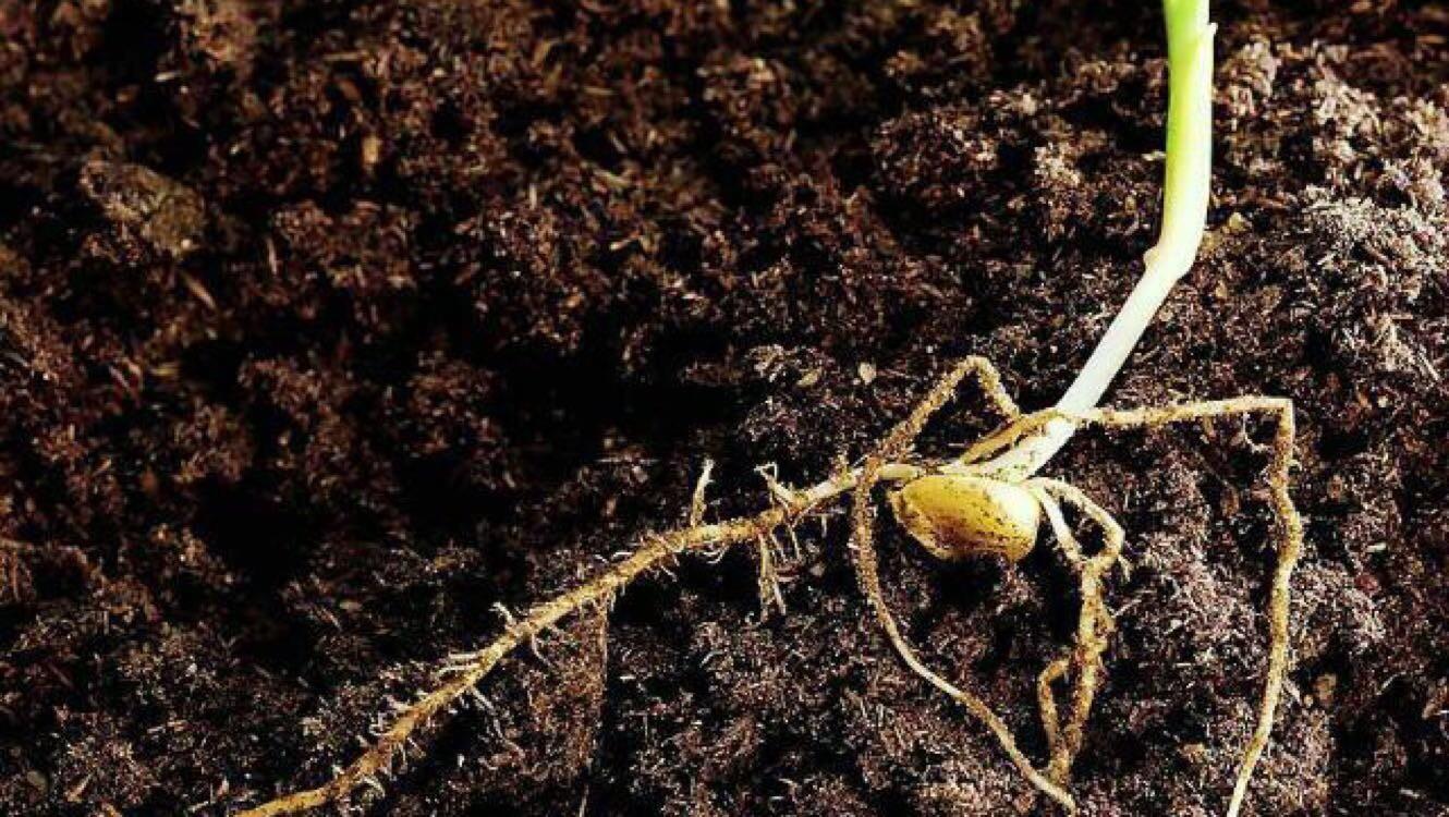 植物的根有什么作用