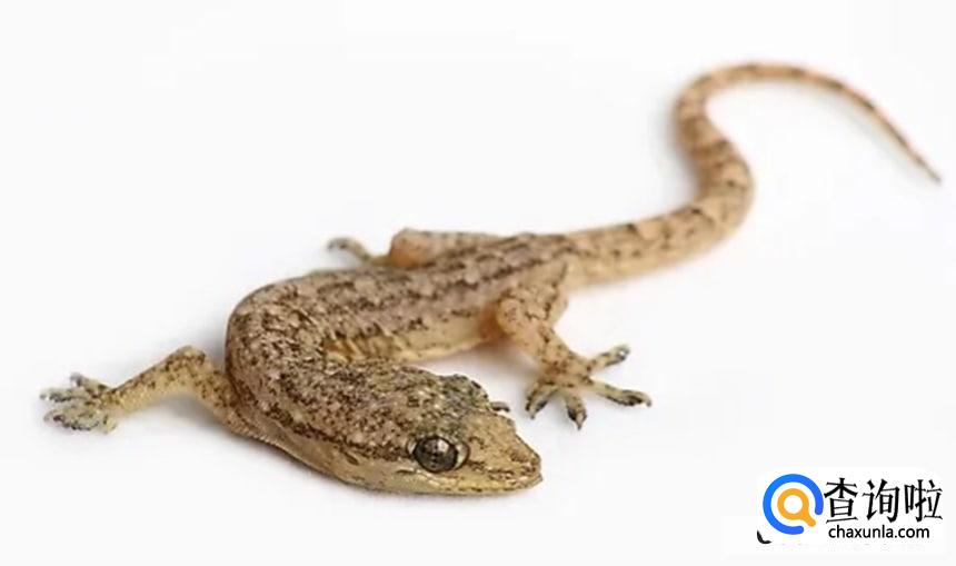 为什么壁虎的尾巴断掉还能长出来