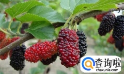 怎么制作桑葚酒？