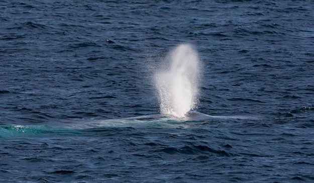 世界上最恐怖的鲸鱼
