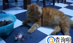 猫吃了螃蟹壳怎么处理