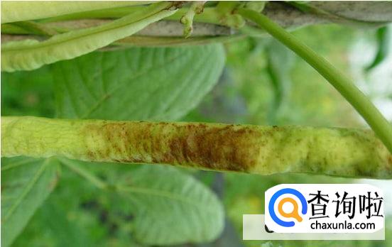 豇豆叶子发黄要怎么处理