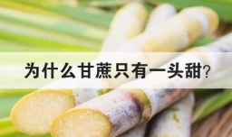 为什么甘蔗只有一头甜