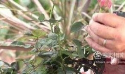 月季得了白粉病怎么办？