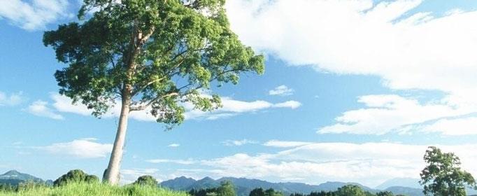 树木为什么到一定高度就不长了