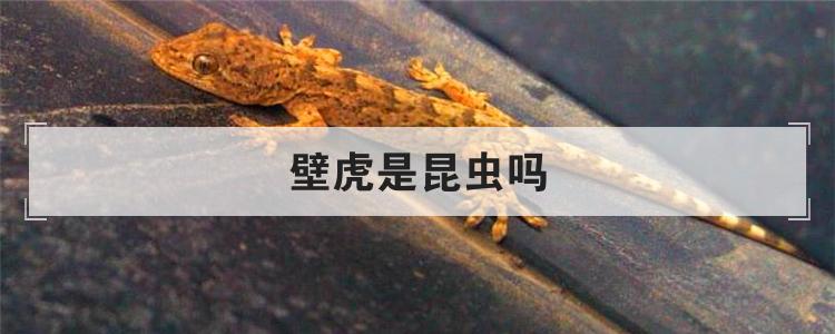 壁虎是昆虫吗