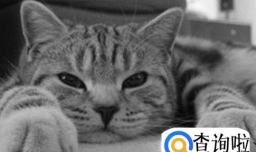 你的爱猫抑郁症的表现及治疗方法