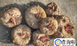 魔芋是什么东西（魔芋有毒吗）