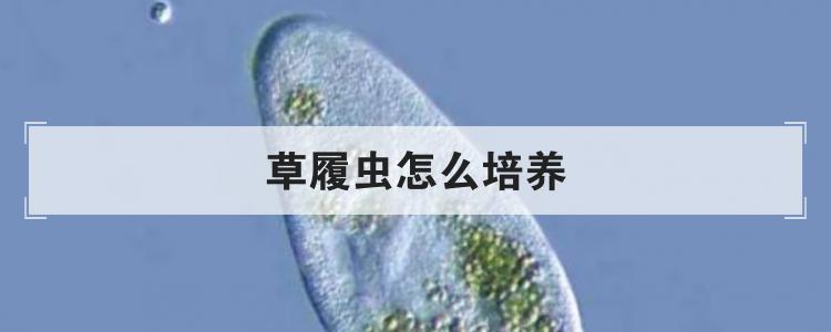 草履虫怎么培养