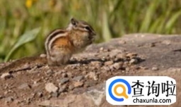 怎么给松鼠洗澡