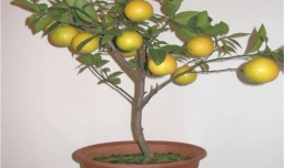 盆栽柠檬如何种植