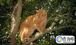 猫死了为什么不能埋