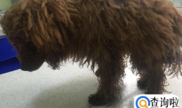 泰迪被大狗咬了怎么处理