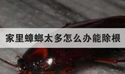 家里蟑螂太多怎么办能除根