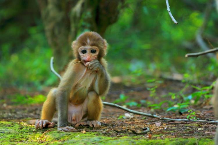 欲钱买尾巴长长的动物是什么生肖