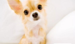 吉娃娃吃蛋黄的好处，吉娃娃喂食蛋黄要注意什么