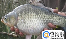 怎样去除鱼的腥味