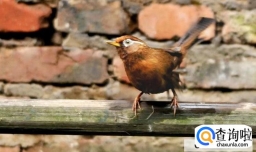 养一只画眉鸟怎么处罚