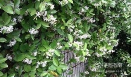 风车茉莉的养殖方法
