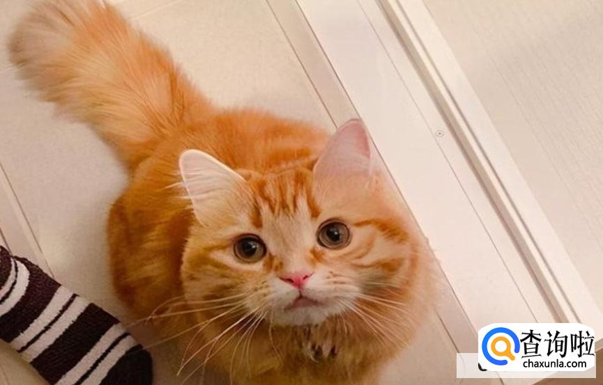 如何判断猫咪喜欢你?