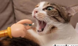 养好一只猫要怎么做