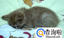 小猫老爱睡在床上怎么办