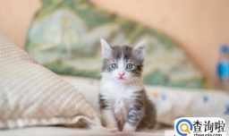 猫咪到新环境不上厕所怎么办