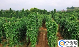 怎样种植野生淮山