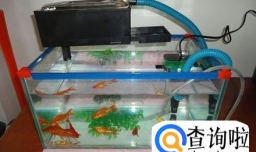 鱼缸过滤棉多久换一次？