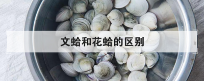 文蛤和花蛤的区别
