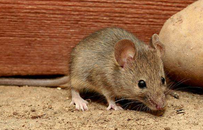 鸡毛蒜皮是指什么动物