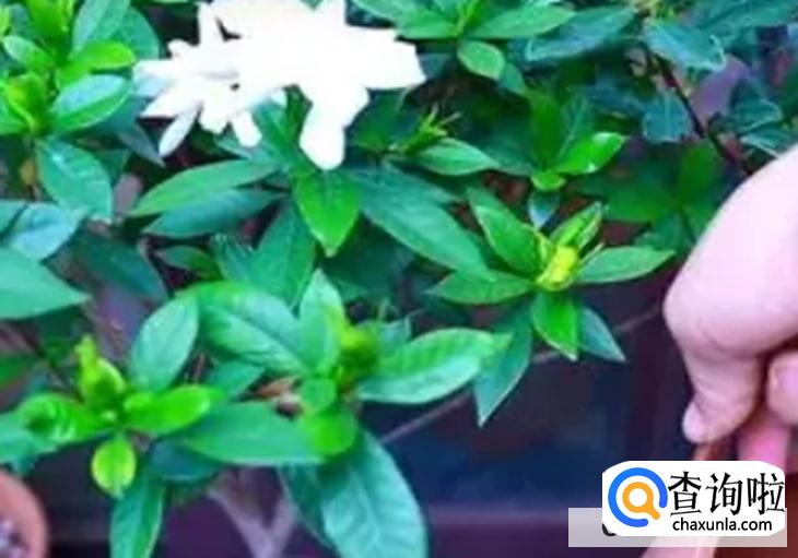 摘的栀子花养水里要怎么养合适