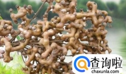 拐枣泡酒的做法