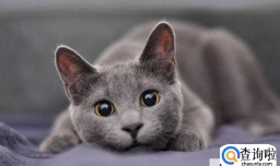 蓝猫感冒了怎么办