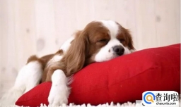 狗狗患上风湿病的原因是什么?