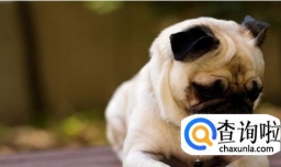 狗狗不吃不喝没精神怎么办