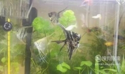 神仙鱼如何分公母图