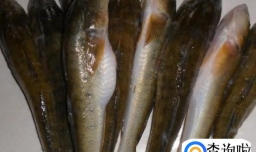 光鱼炖豆腐的做法