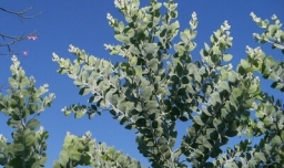 蓝桉树有什么寓意？