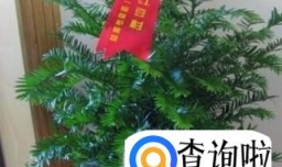 红豆杉的种植方法