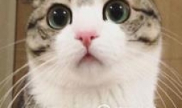 中华田园猫有哪些缺点？