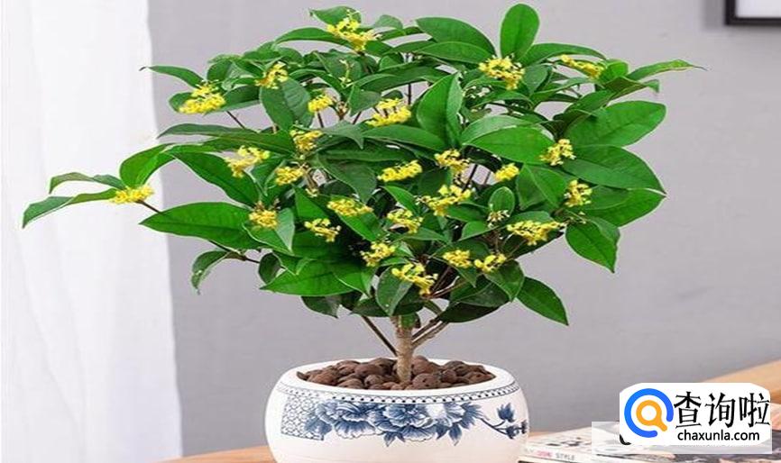 四季桂花要怎么修剪才好