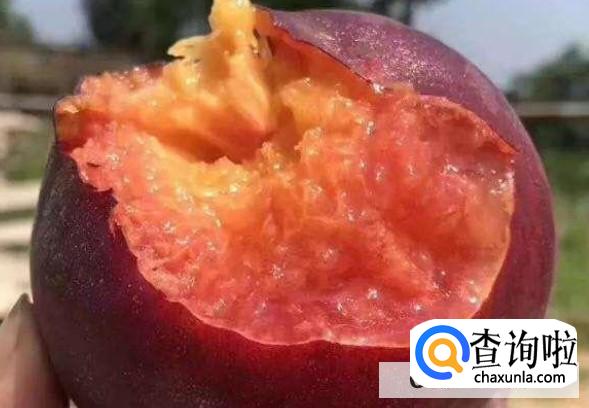 黑桃皇后这种水果种植价值高吗？