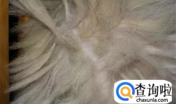 狗毛打结了怎么办