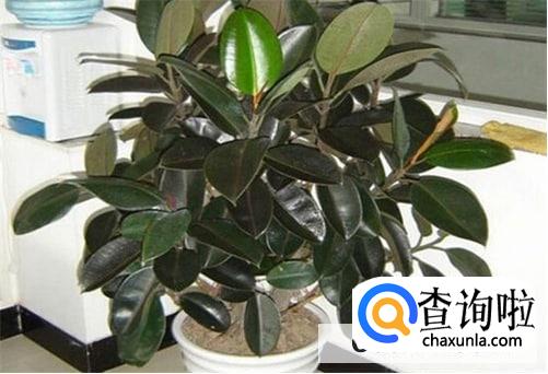 橡皮树怎样保养