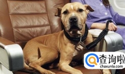 带狗狗坐飞机的流程及注意事项