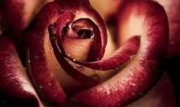 如何制作永生花?