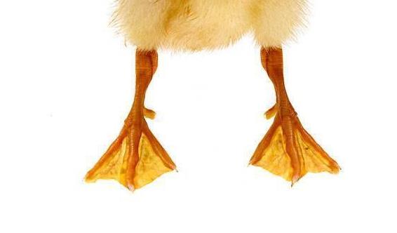 鸭子走路时为什么会摇摇晃晃